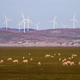 Sheep graze in front of wind turbines on Lake George on the outskirts of Canberra, Australia.